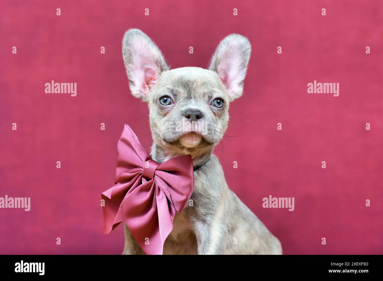 Portrait du jeune chiot de chien bouledogue français Brindle lilac avec ruban Bordeaux devant le fond de studio Banque D'Images