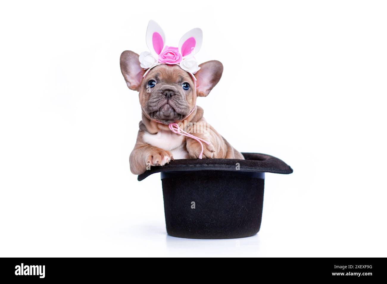 Chiot chien bouledogue français mignon avec bandeau de lapin en chapeau magicien noir sur fond blanc Banque D'Images