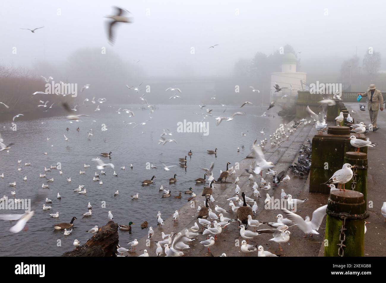 Un matin brumeux au bord de la rivière Derwent avec un troupeau de mouettes et de canards rassemblés, tandis qu'une personne les nourrit sur la promenade. Banque D'Images