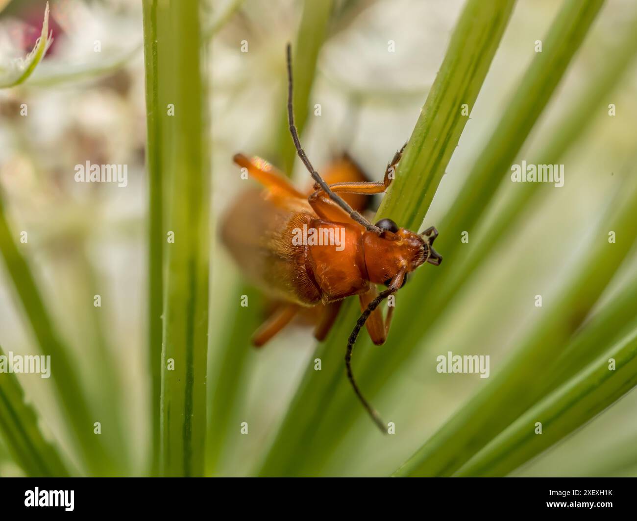 Gros plan sur Common Red Soldier Beetle qui sort de la tige d'une plante de jardin Banque D'Images