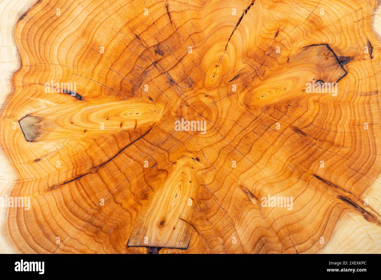 Texture nouée sur une coupe transversale d'if. Fond abstrait naturel Banque D'Images