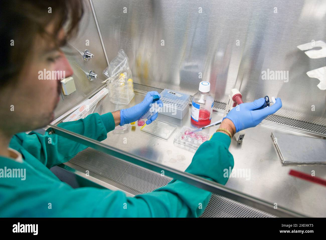 Mort cellulaire et prolifération, IIBB, Institut de recherche biomédicale de Barcelone, CSIC, Conseil national espagnol de la recherche, Barcelone, Catalogne, Espagne Banque D'Images