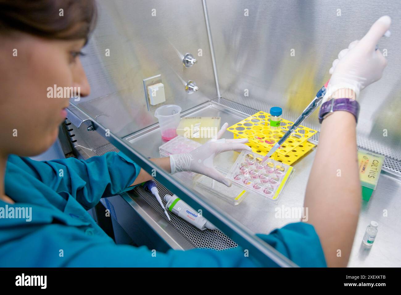 Mort cellulaire et prolifération, IIBB, Institut de recherche biomédicale de Barcelone, CSIC, Conseil national espagnol de la recherche, Barcelone, Catalogne, Espagne Banque D'Images