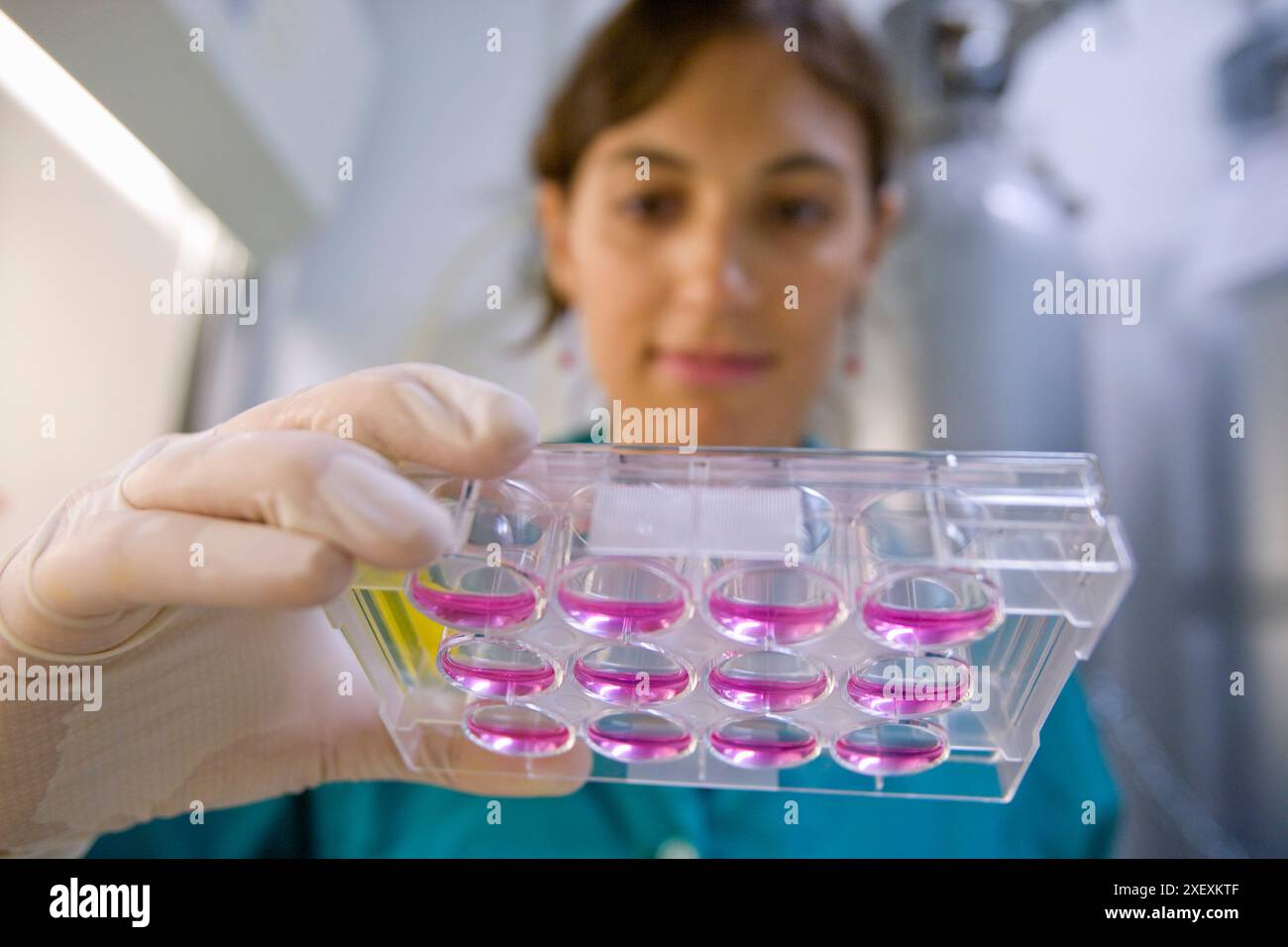 Mort cellulaire et prolifération, IIBB, Institut de recherche biomédicale de Barcelone, CSIC, Conseil national espagnol de la recherche, Barcelone, Catalogne, Espagne Banque D'Images