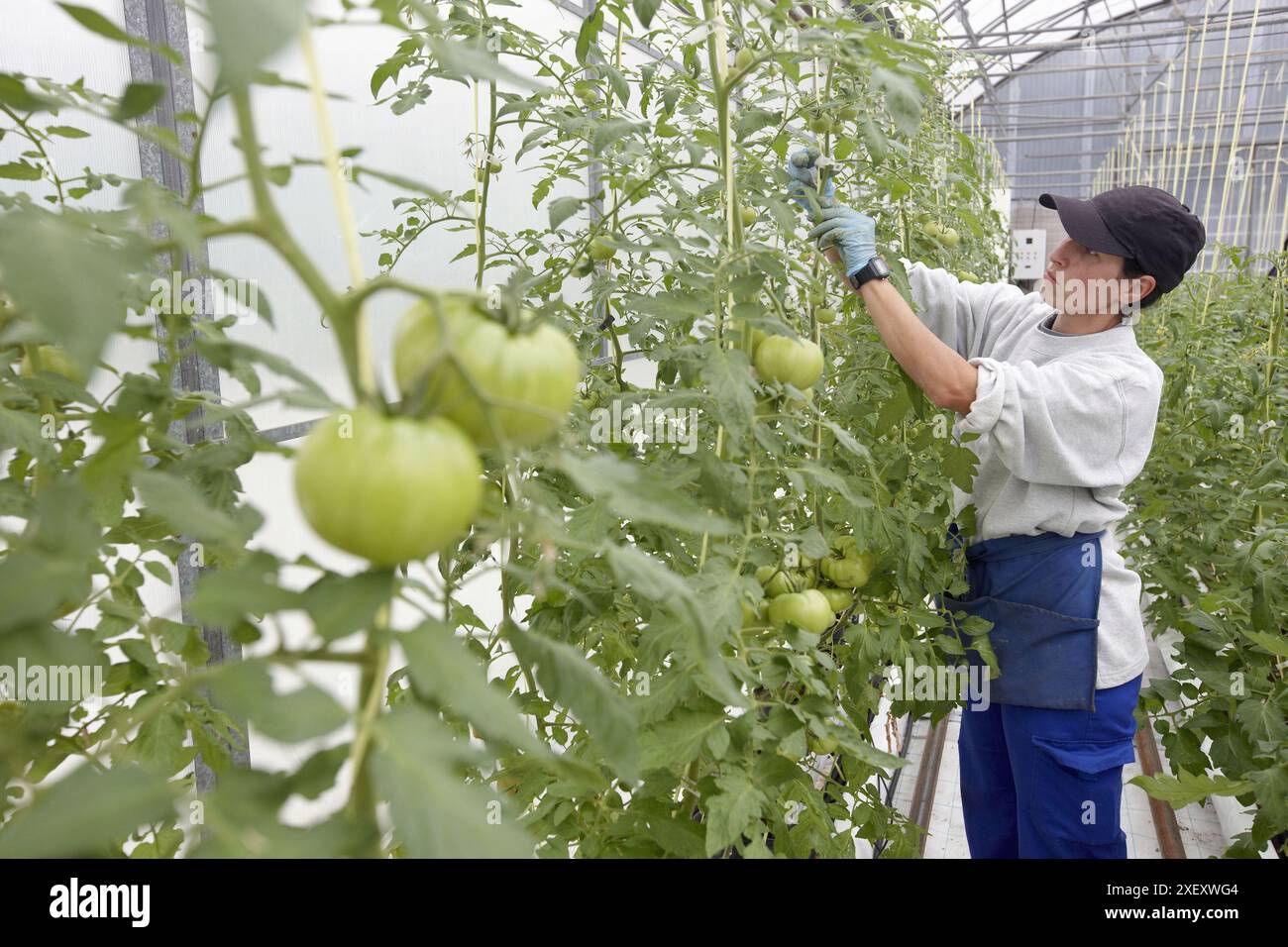 Formation de plants de tomates à l'aide d'une machine de fixation — free download