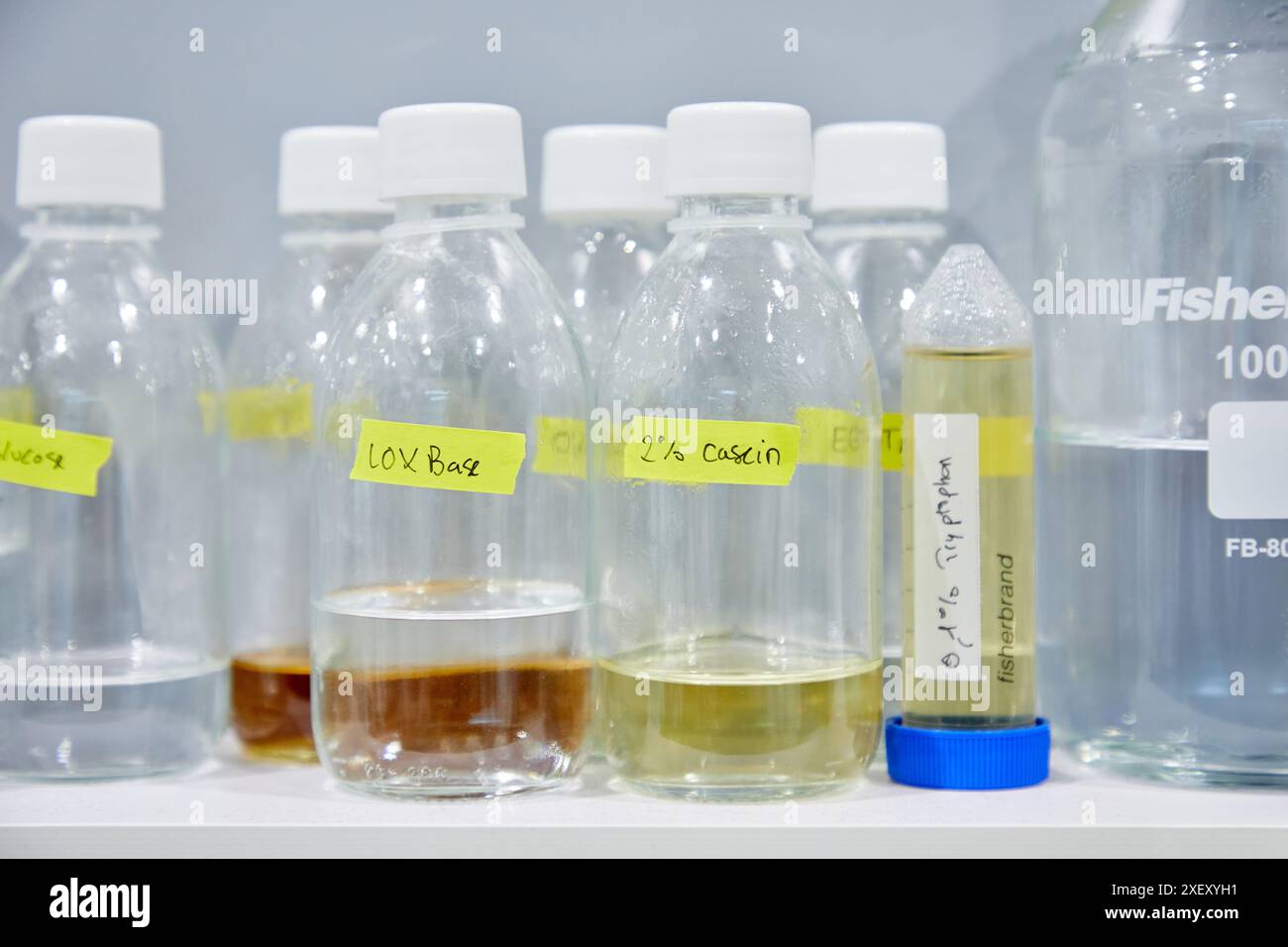 Production d'enzymes, Laboratoire de chimie, applications biotechnologiques et industrielles, Donostia, San Sebastian, pays basque, Espagne Banque D'Images
