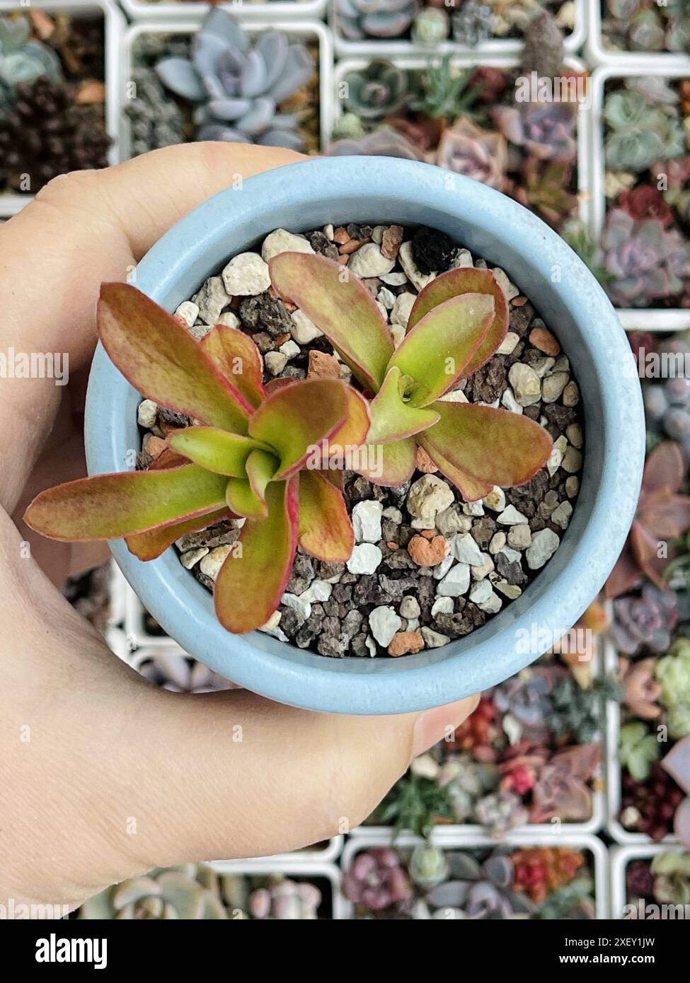 Feu de camp Crassula capitella. Rosette de fleur de plante succulente sur fond de verdure de fleur florale, vue de dessus Banque D'Images Feu de camp Crassula capitella. Rosette de fleur de plante succulente sur fond de verdure de fleur florale, vue de dessus Banque D'Images