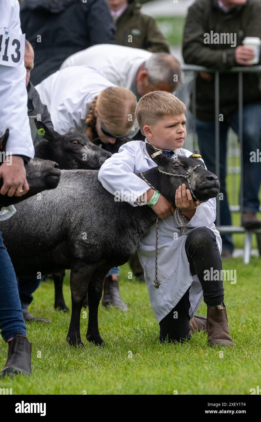 Les agriculteurs exposant des moutons au Royal Three Counties Show qui s'est tenu à Malvern, au Royaume-Uni. Banque D'Images