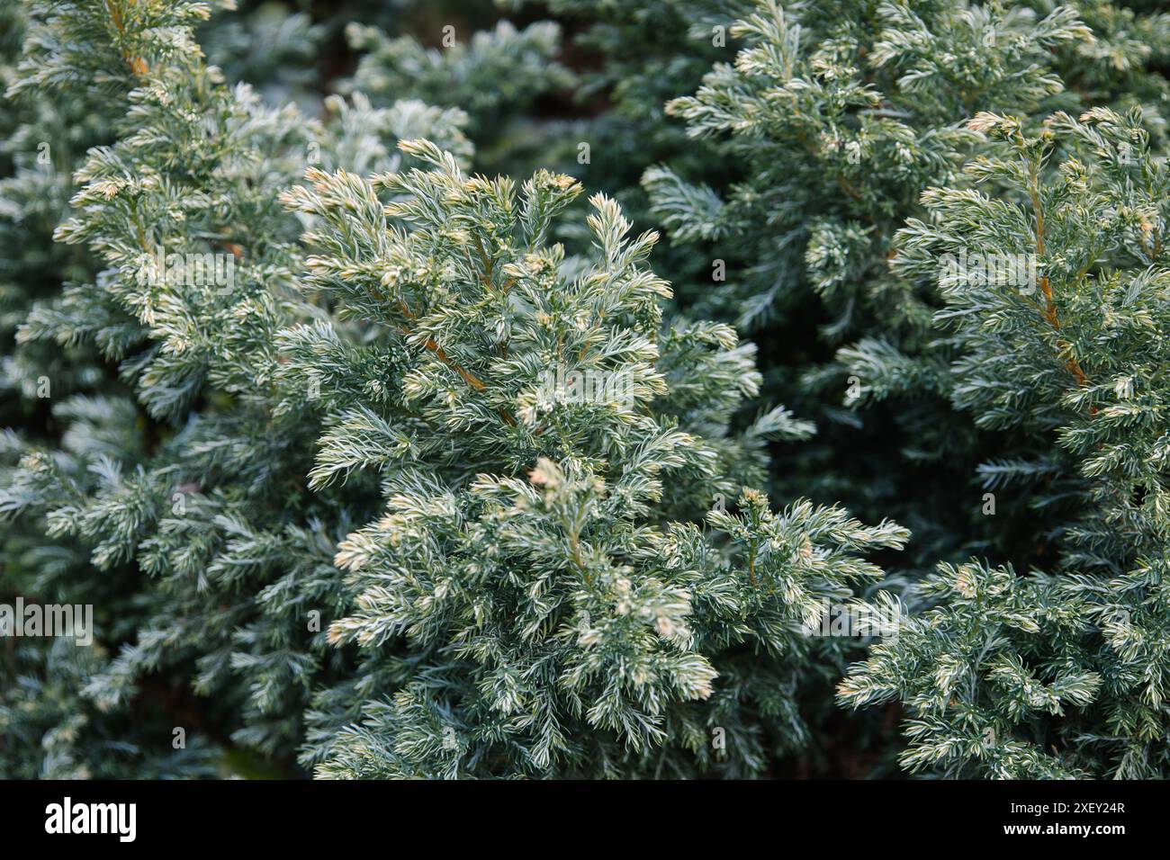 Aiguilles bleues vert blanchâtre vif de Juniperus squamata. genévrier de l'Himalaya pour décorer le jardin. Concept de nature intéressant pour la conception de fond Banque D'Images