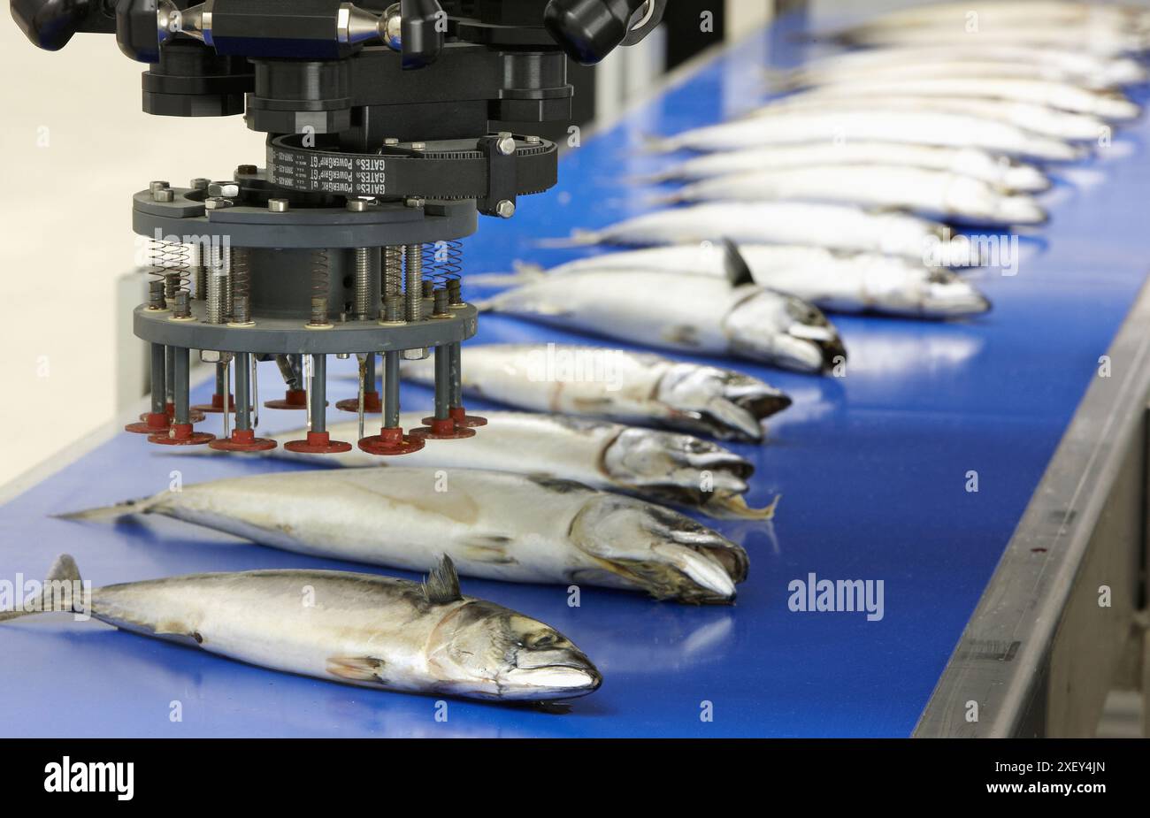 Robot de classification des aliments, maquereau, usine pilote, AZTI-Tecnalia, Centre technologique pour la recherche marine et alimentaire, Derio, Biscaye, pays Basque, Espagne Banque D'Images