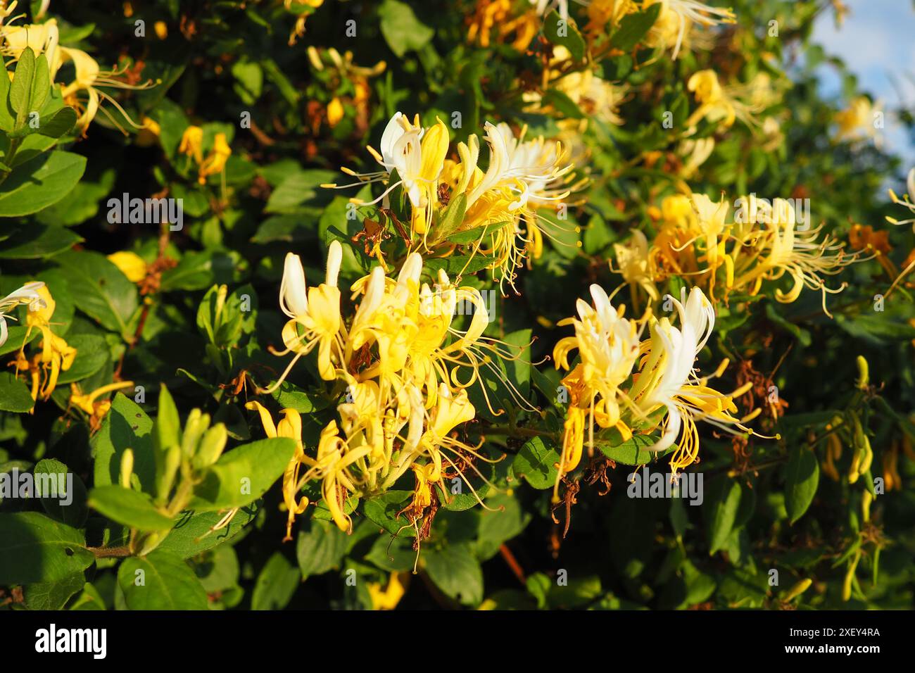 Lonicera japonica, chèvrefeuille japonaise et chèvrefeuille dorée et argentée, est une espèce de chèvrefeuille originaire d'Asie. Plante ornementale utilisée dans Banque D'Images