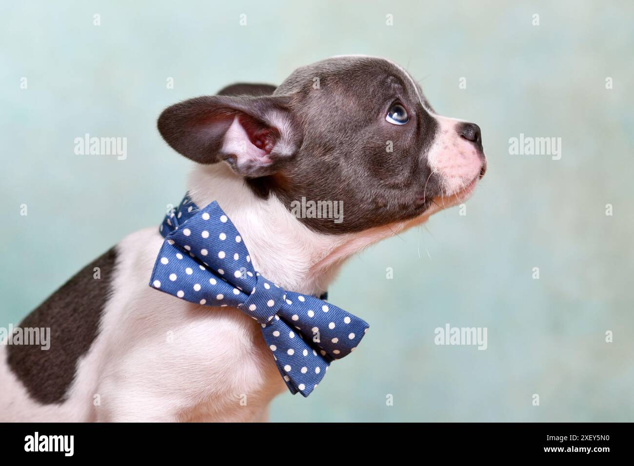 Portrait de pied bouledogue français chiot avec noeud papillon et long nez Banque D'Images