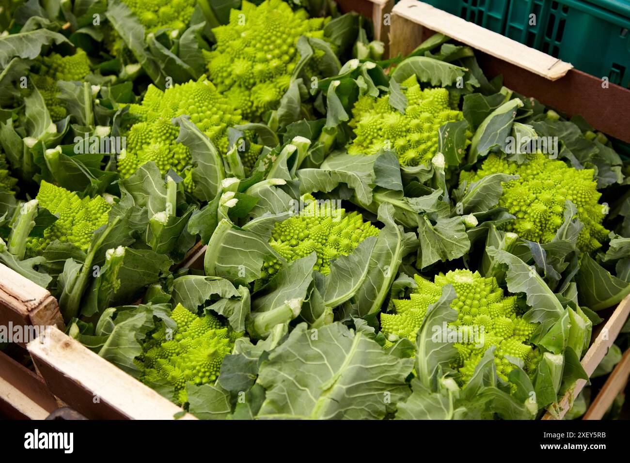 Le brocoli Romanesco Mercabilbao, marché de gros de fruits et légumes, de Basauri, Bilbao, Biscaye, Pays Basque, Espagne Banque D'Images