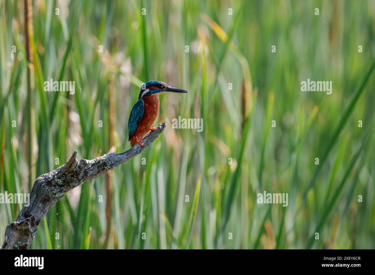 Kingfisher Alcedo atthis, mâle grand bec noir, dos bleu électrique, ailes bleues et tête orange dessous et joues blanc gorge et côtés du cou Banque D'Images