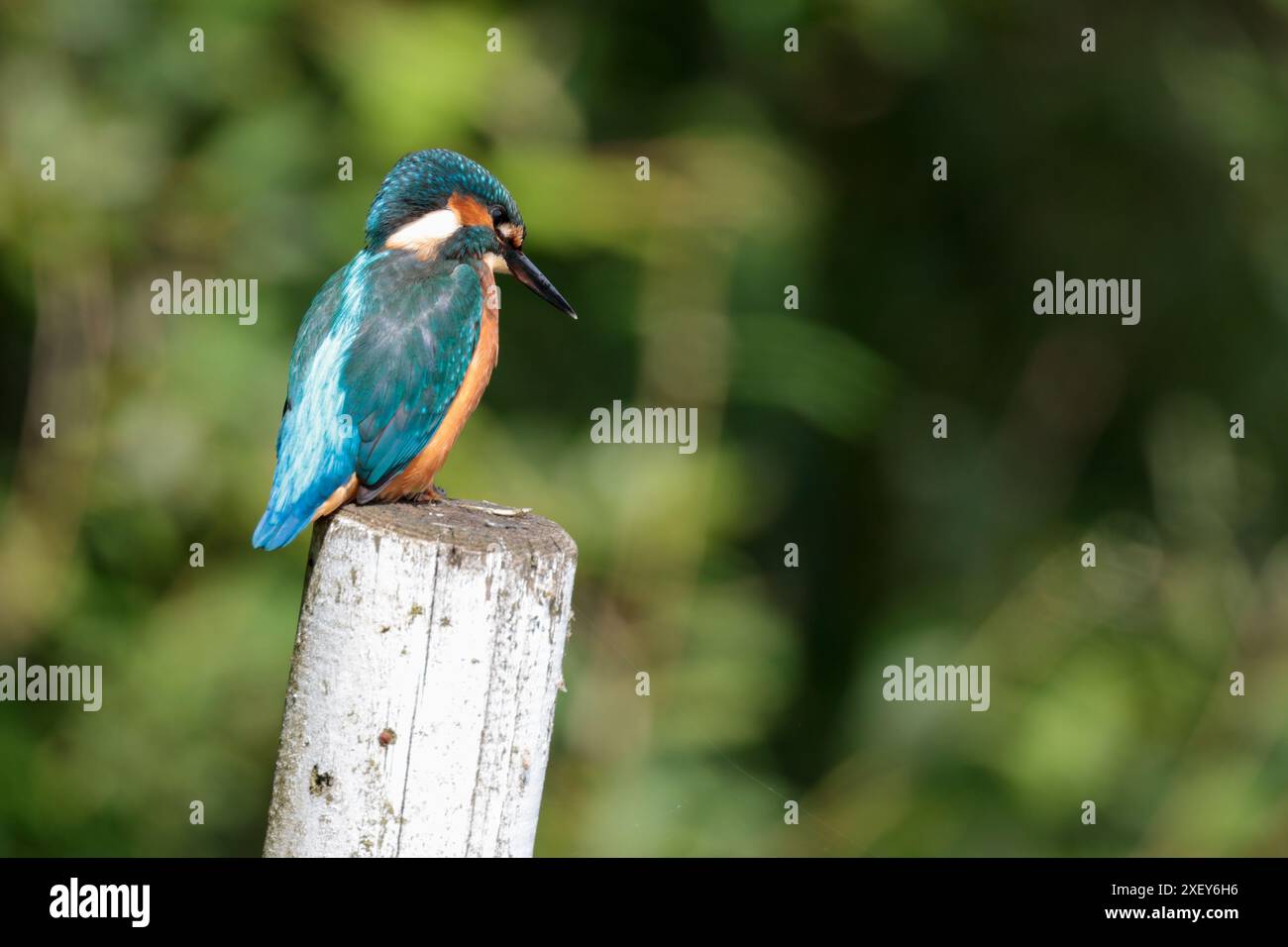 Kingfisher Alcedo atthis, mâle grand bec noir, dos bleu électrique, ailes bleues et tête orange dessous et joues blanc gorge et côtés du cou Banque D'Images