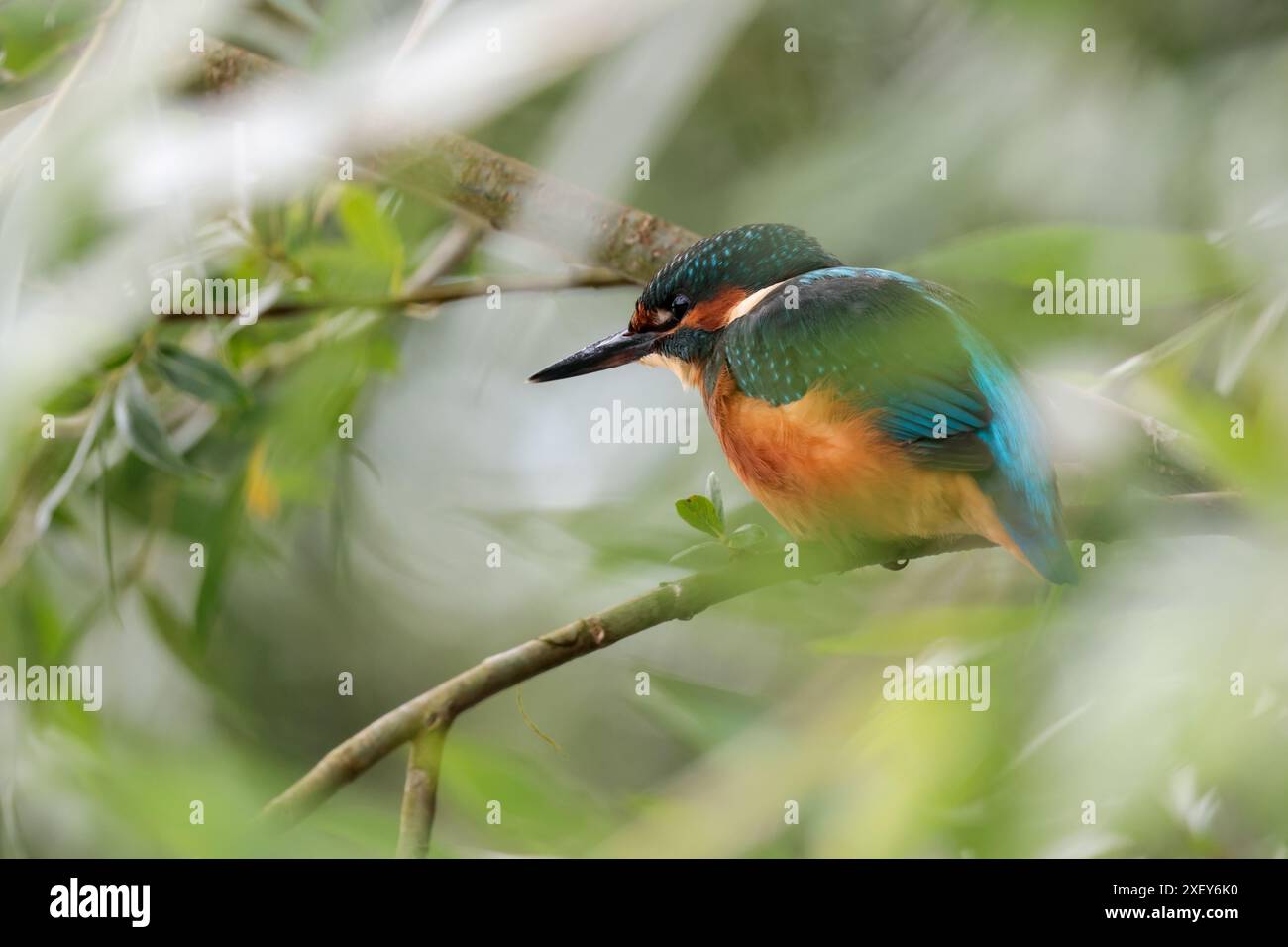 Kingfisher Alcedo atthis, mâle grand bec noir, dos bleu électrique, ailes bleues et tête orange dessous et joues blanc gorge et côtés du cou Banque D'Images