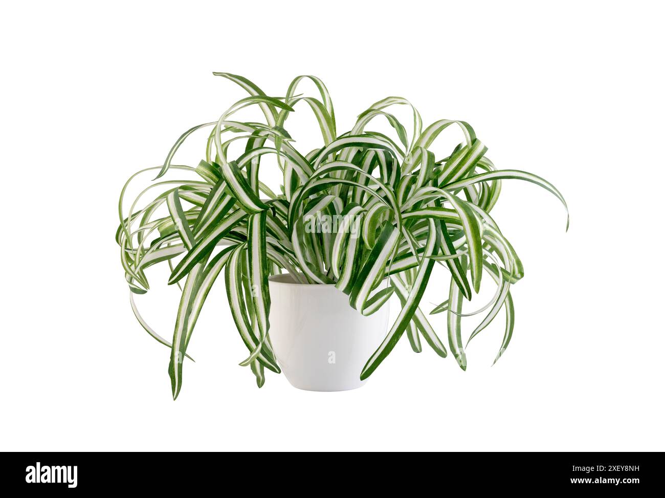 Plante d'intérieur Chlorophytum Comosum en pot de fleurs blanc isolé sur fond blanc avec chemin de découpage Banque D'Images