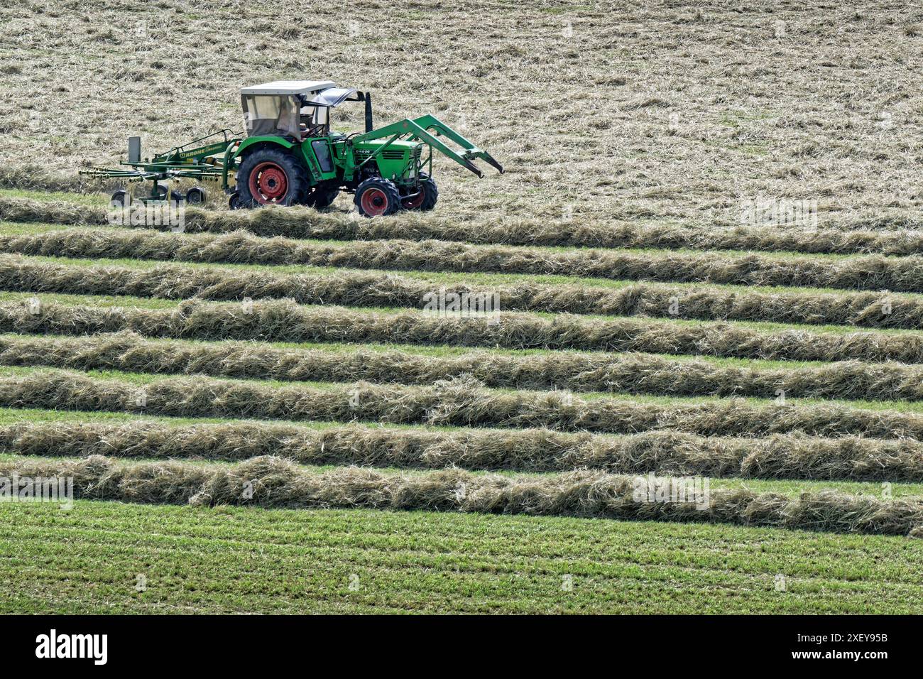 Sonnengetrocknete Mahd. Schwaden aus frischem Heu werden vom Bauer mit seinem Traktor und dem Kreiselheuer gemacht. Teisendorf Bayern Deutschland *** les andains de fauche séchés au soleil de foin frais sont fabriqués par l'agriculteur avec son tracteur et machine à foin rotative Teisendorf Bavaria Allemagne Copyright : xRolfxPossx Banque D'Images