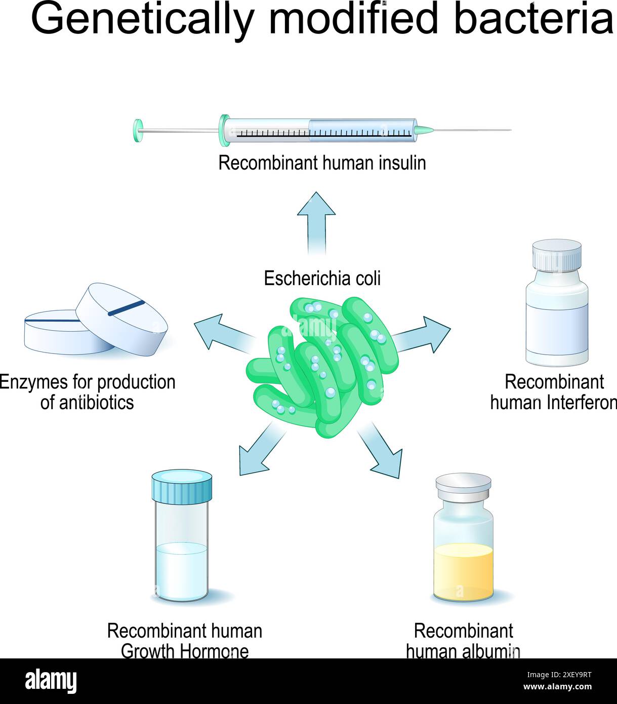 Bactéries génétiquement modifiées. Escherichia coli et génie génétique. E. coli pour la production d'enzymes pour antibiotiques, interféron recombinant, Re Illustration de Vecteur