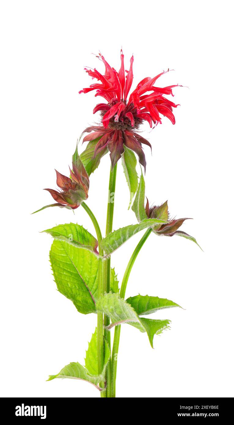 Fleur de Monarda isolée sur un fond blanc. Fleur de bergamote. Thé Oswego, beebaume écarlate Banque D'Images