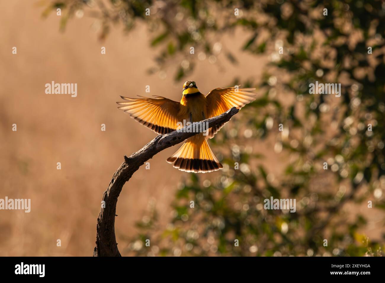 Le mangeur d'abeilles africain atterrit sur une branche silhouette par le soleil couchant. Banque D'Images