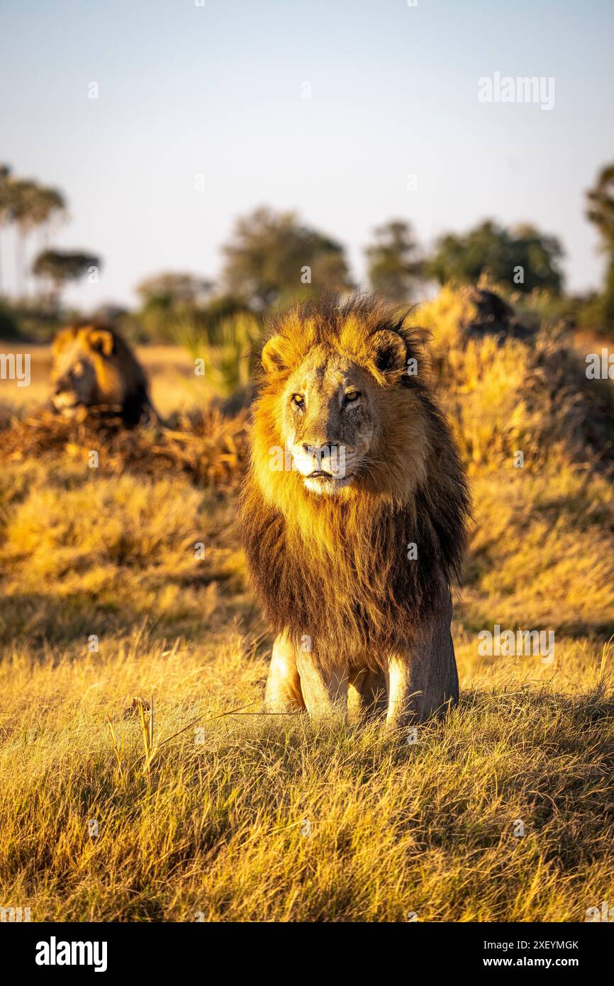 Lion africain adulte mâle à manteau (Panthera leo) Banque D'Images