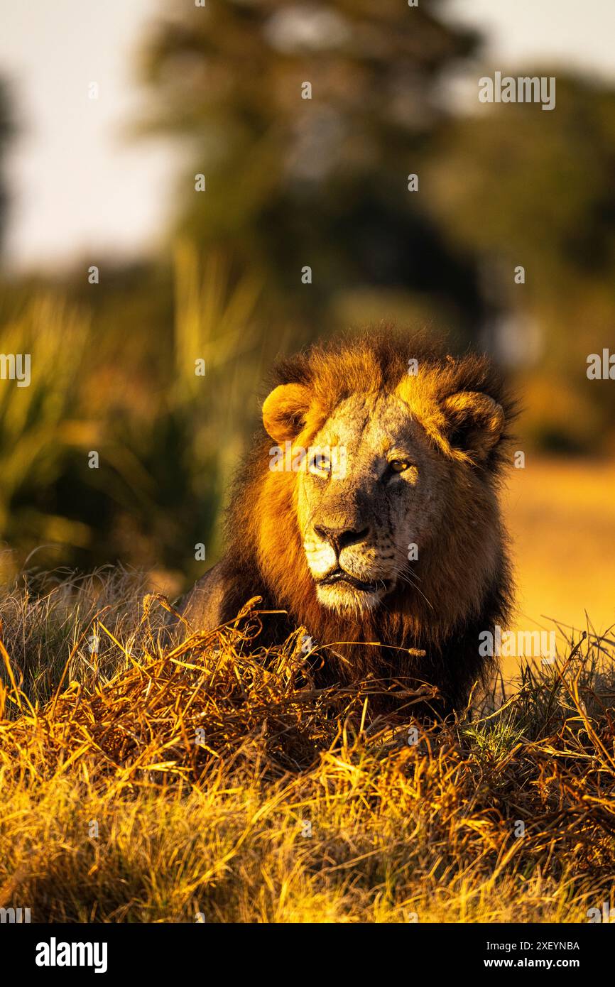 Lion africain adulte mâle à manteau (Panthera leo) Banque D'Images