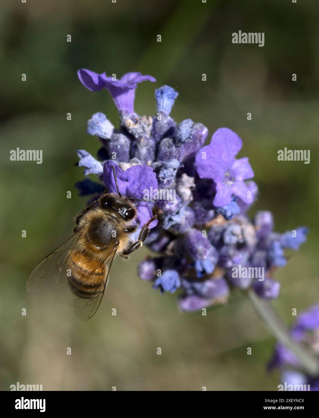 Abeille sur lavande Banque D'Images