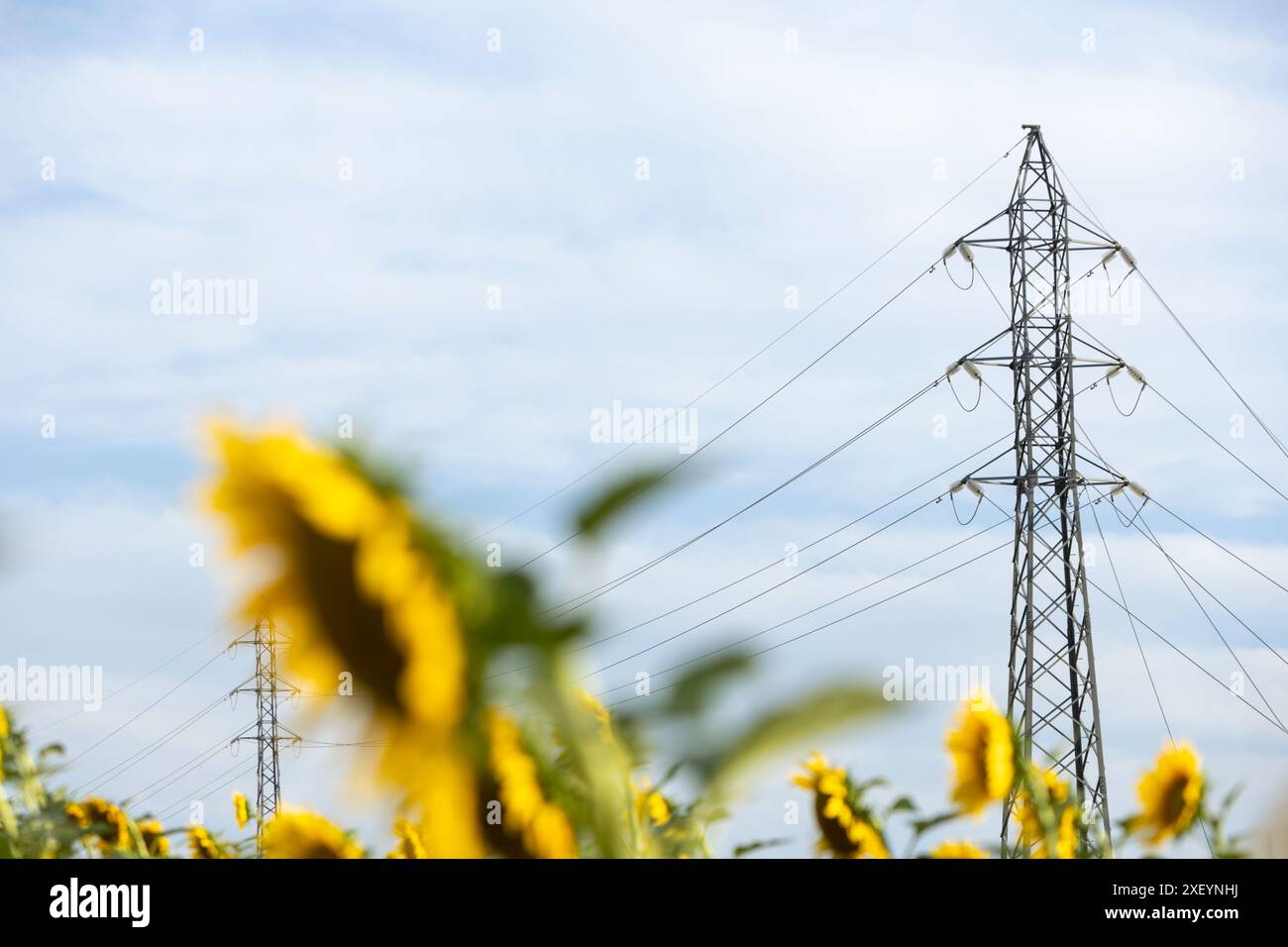 Deux tours haute tension, reliées par les câbles entre elles. Dans un champ de tournesols, avec ces flous. Avec un espace pour la copie Banque D'Images