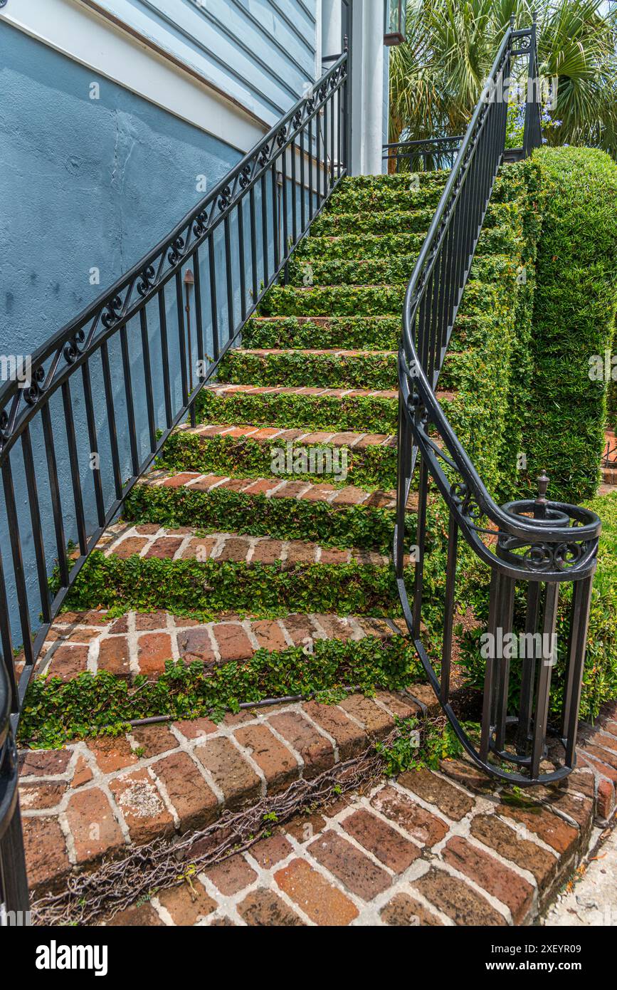 Figue rampante sur escaliers extérieurs, Charleston Caroline du Sud USA Banque D'Images