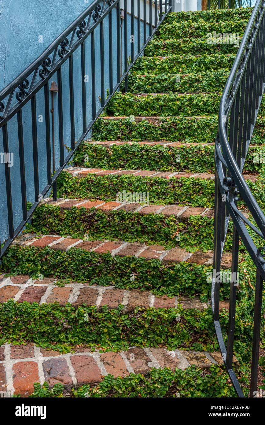 Figue rampante sur escaliers extérieurs, Charleston Caroline du Sud USA Banque D'Images