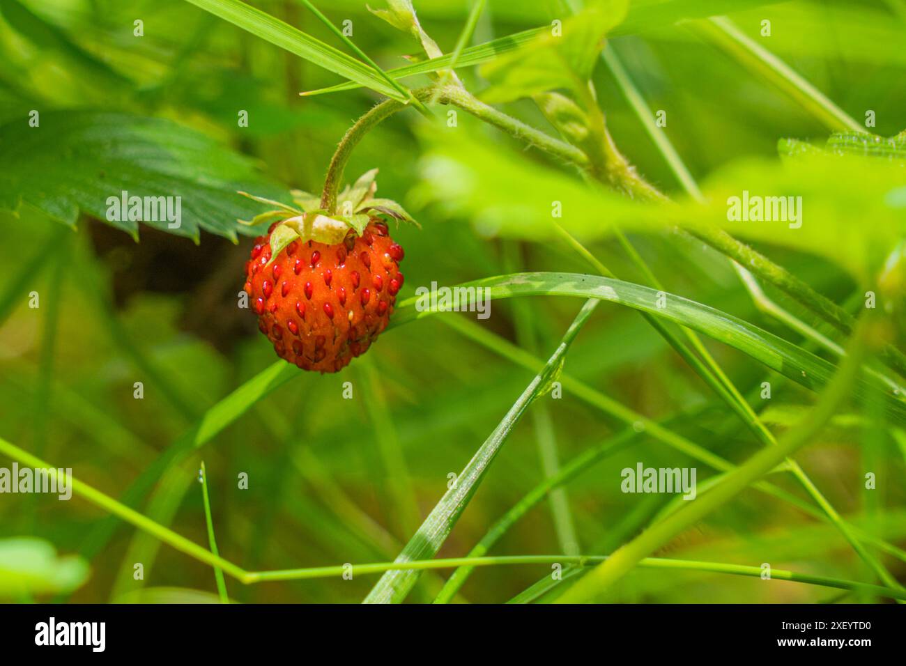 Photo de fraise sauvage que j'ai prise lors d'une journée à la montagne Banque D'Images