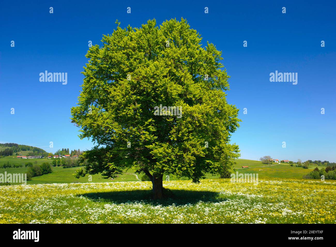 Buche als Einzelbaum Eine prächtige Buche steht als Einzelbaum auf einem Hügel *** hêtre comme un seul arbre Un magnifique hêtre se dresse comme un seul arbre Banque D'Images