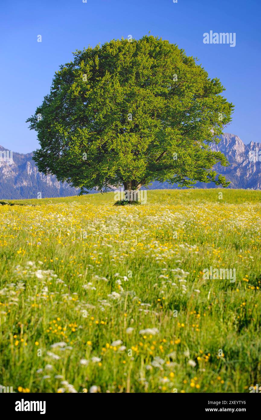 Buche als Einzelbaum Eine prächtige Buche steht als Einzelbaum auf einem Hügel *** hêtre comme un seul arbre Un magnifique hêtre se dresse comme un seul arbre Banque D'Images