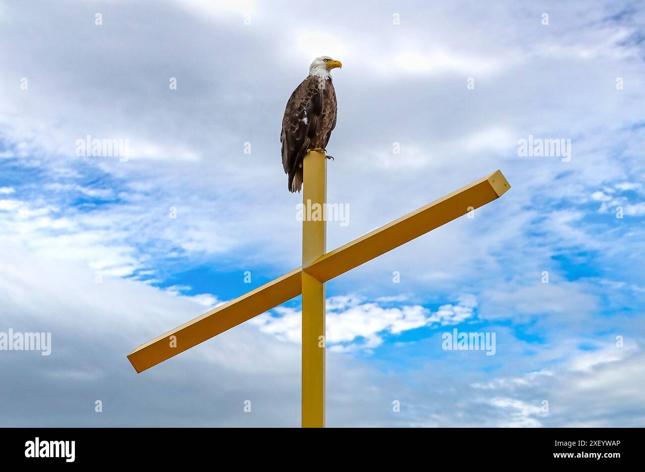 Un aigle à tête blanche d'Amérique (Haliaeetus leucocephalus) perché sur une croix d'église en or à Minneapolis, Minnesota. Banque D'Images