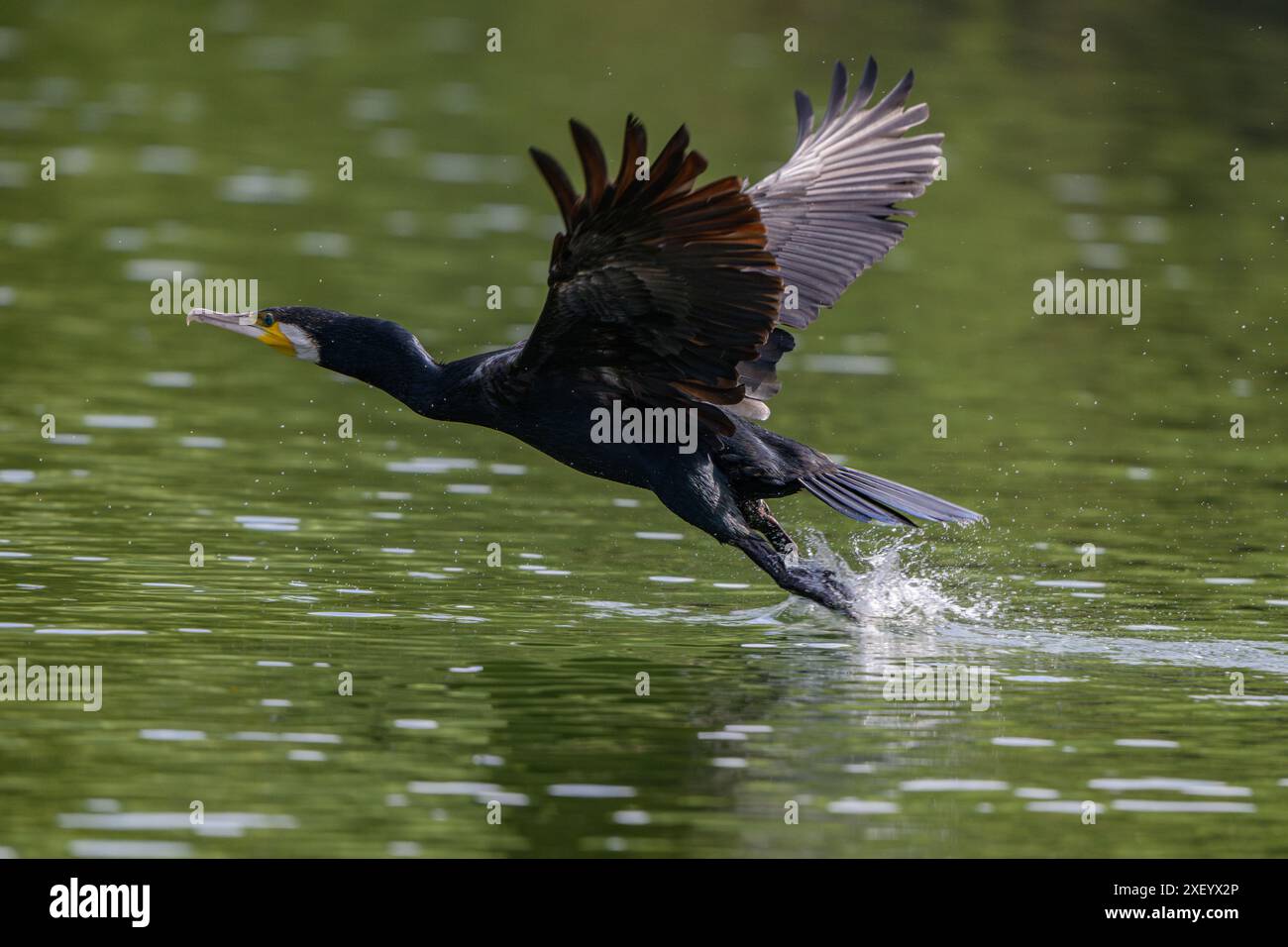Un oiseau cormoran en vol sur le lac Skadar, Monténégro Banque D'Images