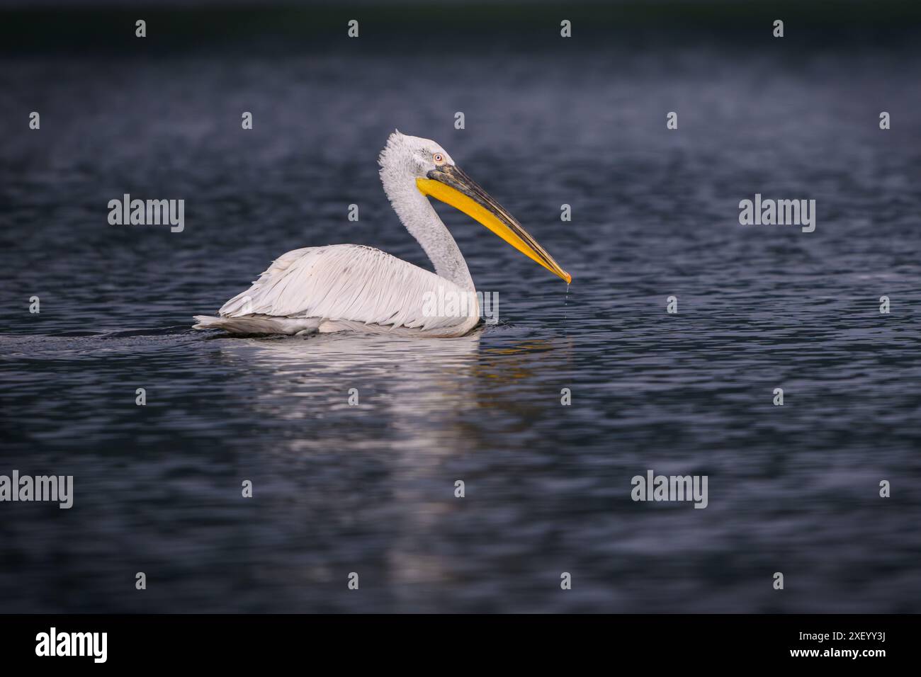 Oiseau pélican nageant sur un lac au Monténégro Banque D'Images