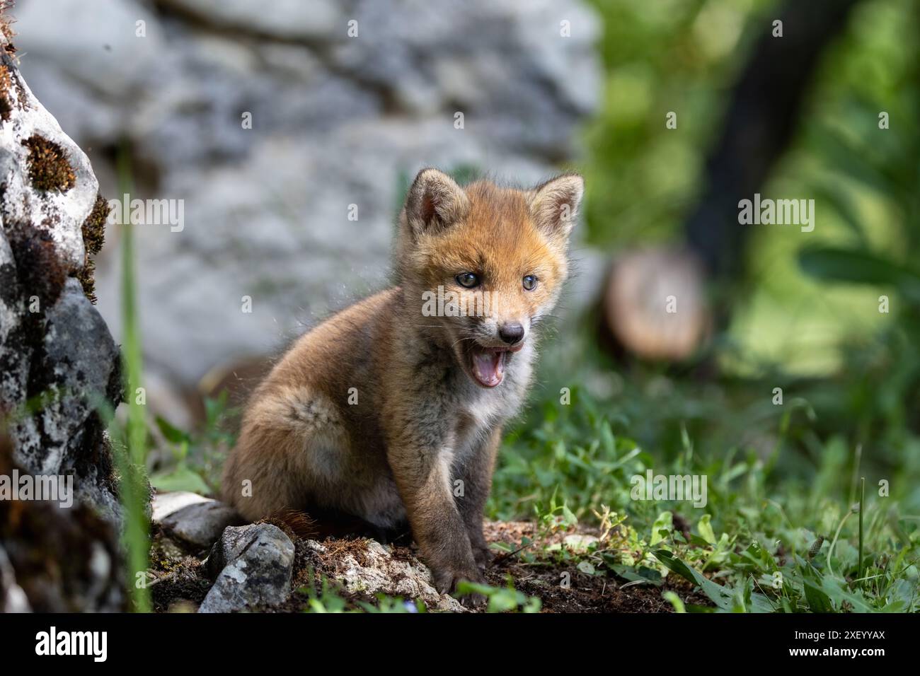 La beauté des petits renards roux en Italie Banque D'Images