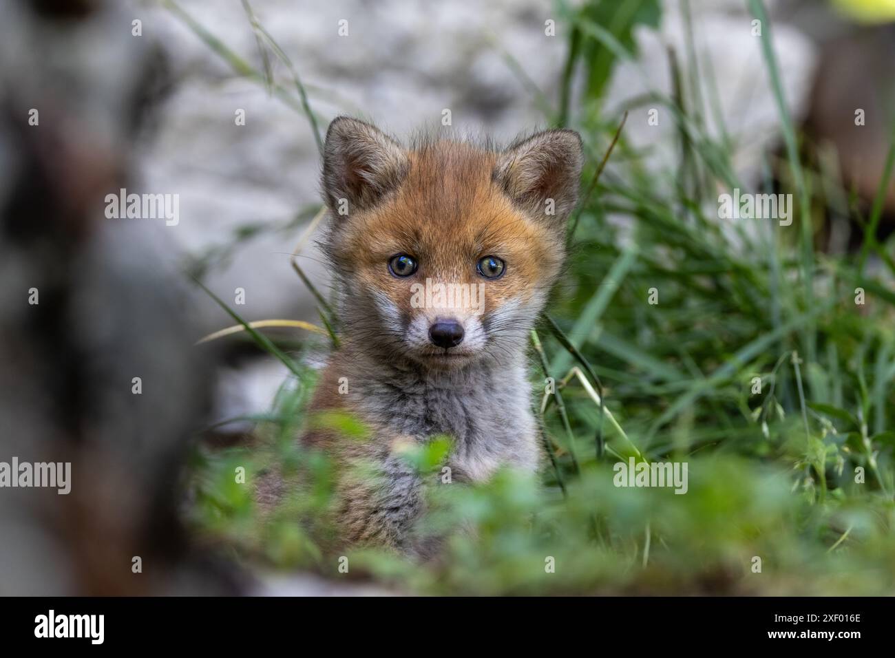 La beauté des petits renards roux en Italie Banque D'Images