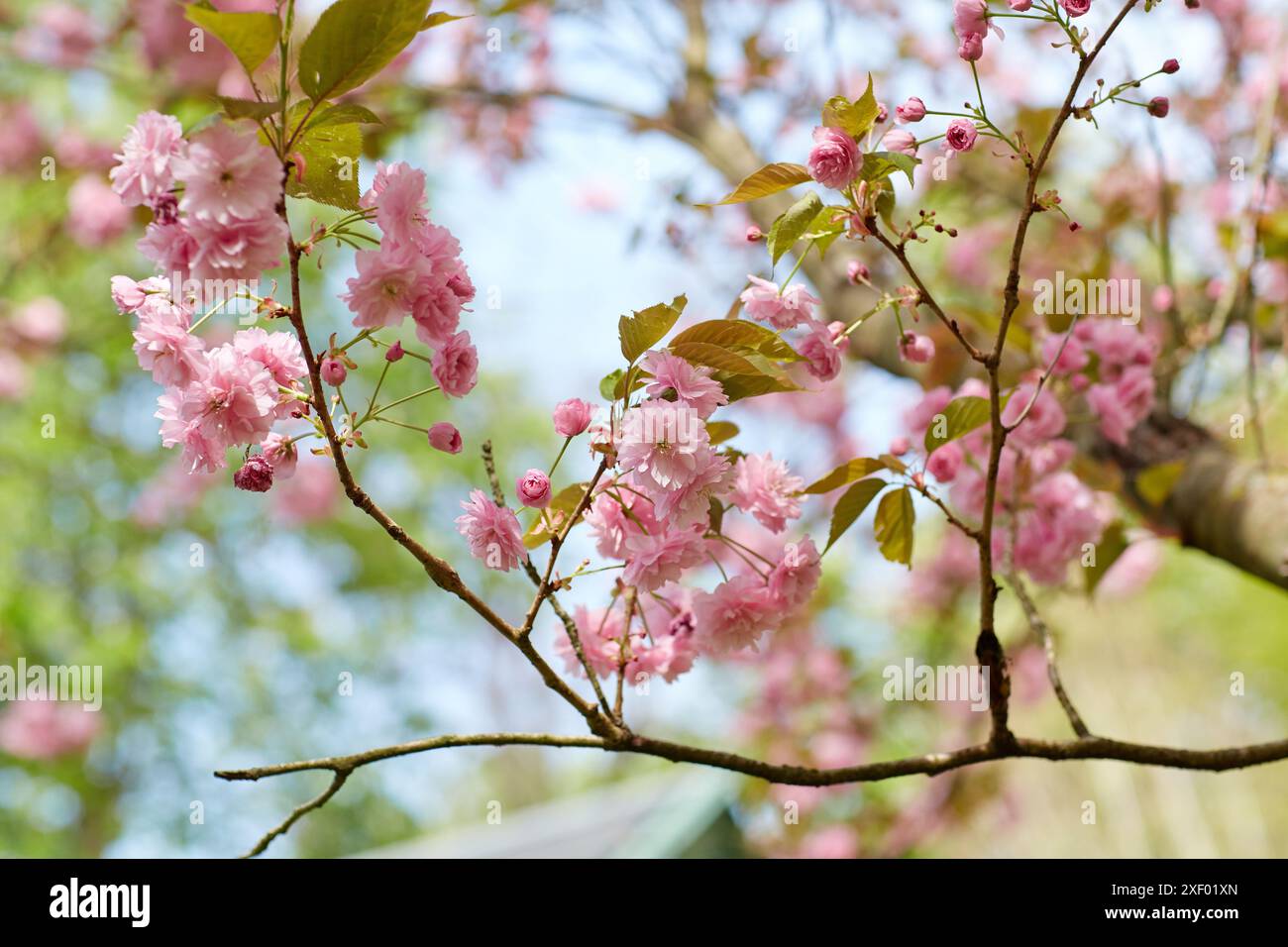 Arbre en fleur, jardin. Banque D'Images