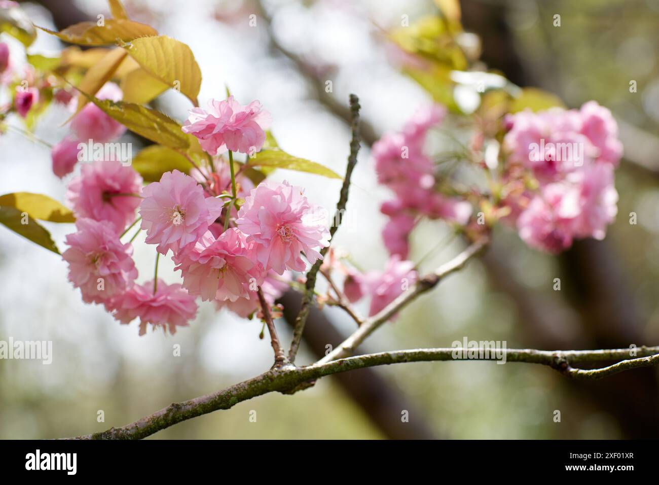 Arbre en fleur, Jardin,. Banque D'Images