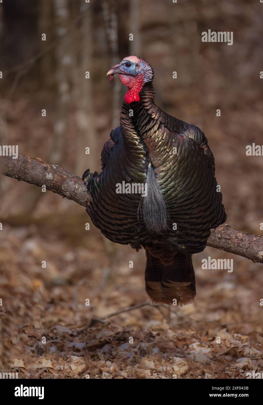 Tom turkey un soir de mars dans le nord du Wisconsin. Banque D'Images