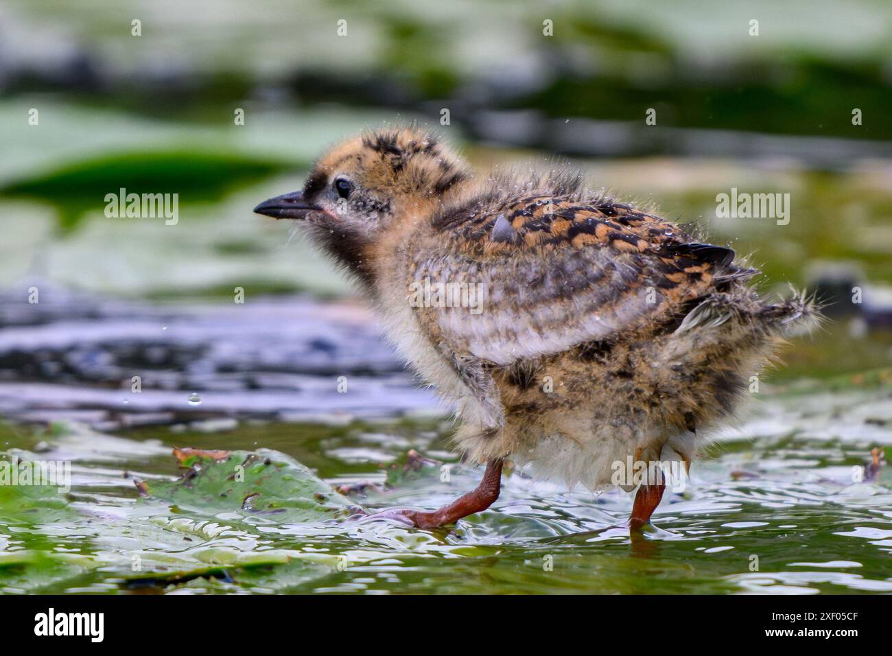 Bébé oiseau seul marchant sur des coussinets de nénuphars Banque D'Images