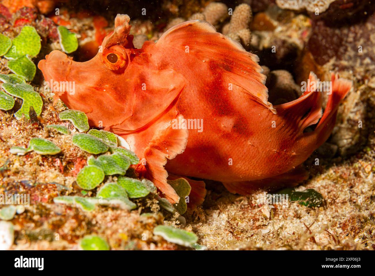 Mozambique, Inhambane, Tofo, Scorpionfish mauricien (Rhinopias eschmeyeri) Banque D'Images