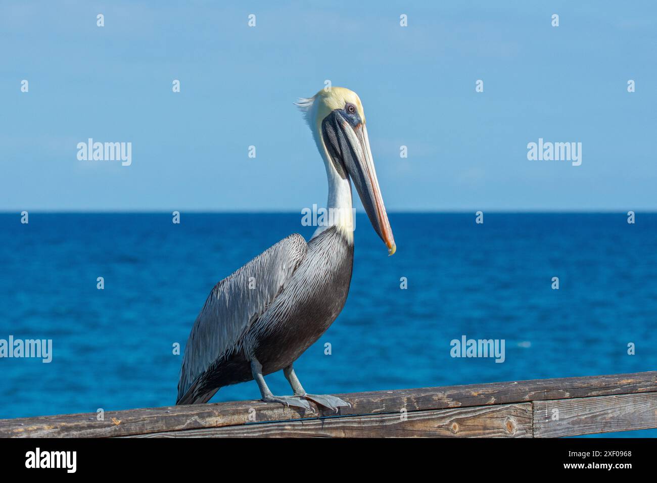 Pelican perché sur la balustrade de la jetée Banque D'Images