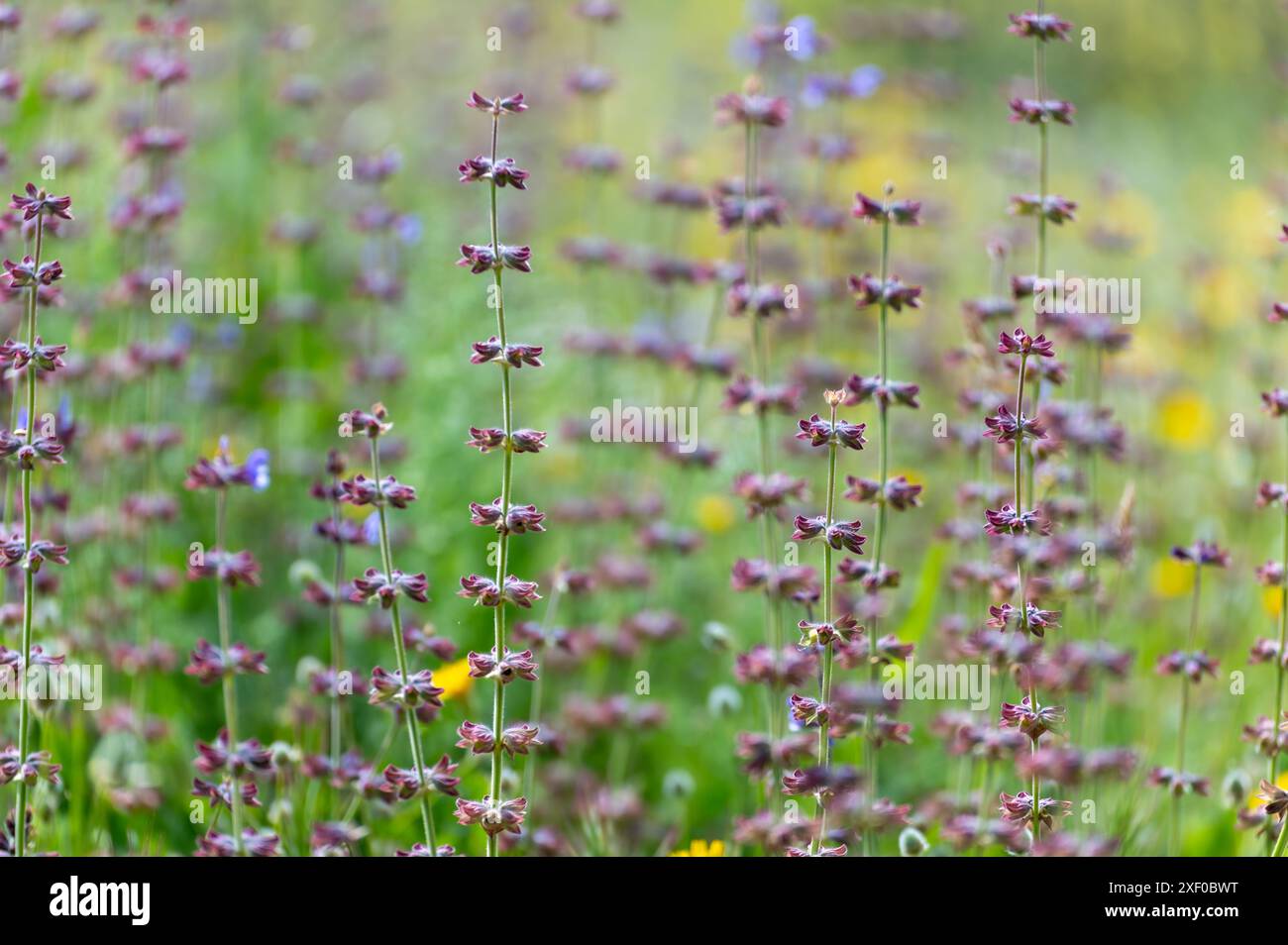 Fond de printemps violet : Gallocresta (Salvia berbenaca) est une sauge aromatique avec de petites fleurs lilas-bleu Banque D'Images