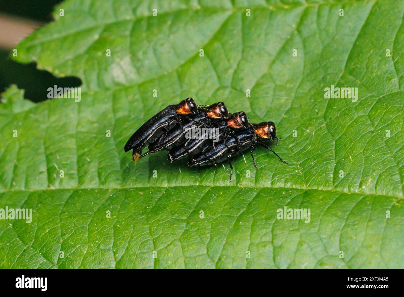 Un mâle à cou rouge (Agrilus ruficollis) tente de s'accoupler avec trois femelles. Banque D'Images