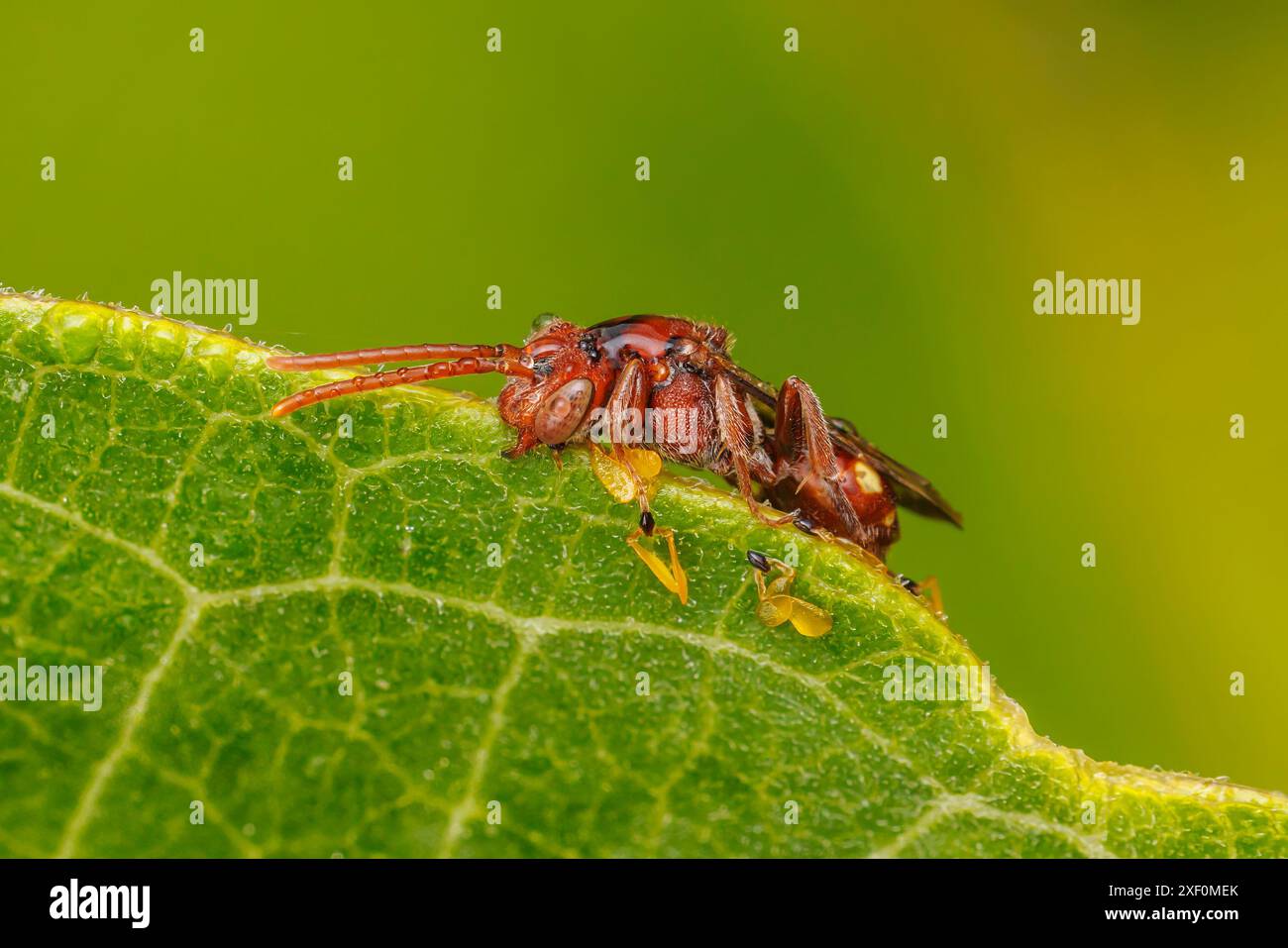 Une abeille nomade (Nomada sp.) est recouvert de rosée après avoir perché pendant la nuit attaché à une feuille de plante d'aspersion. Banque D'Images