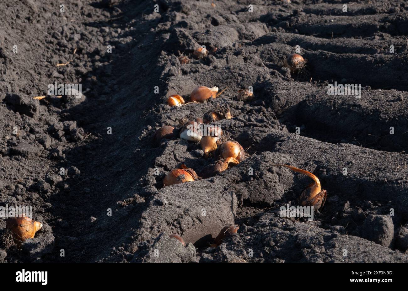 Bulbes de tulipes gaspillés laissés sur un champ entre les traces de pneus après la récolte Banque D'Images