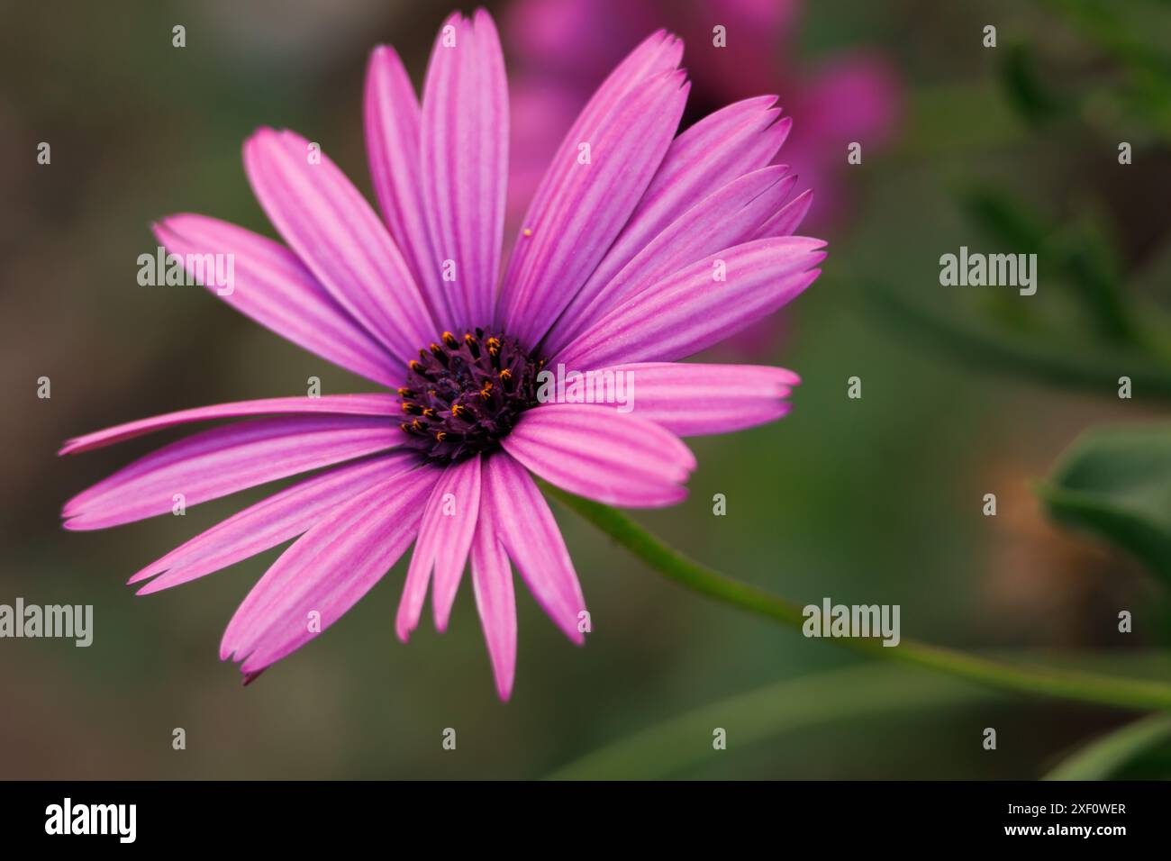 Cape Daisy, Dimorphotheca ecklonis, avec un beau bokeh, Alcoy, Espagne Banque D'Images